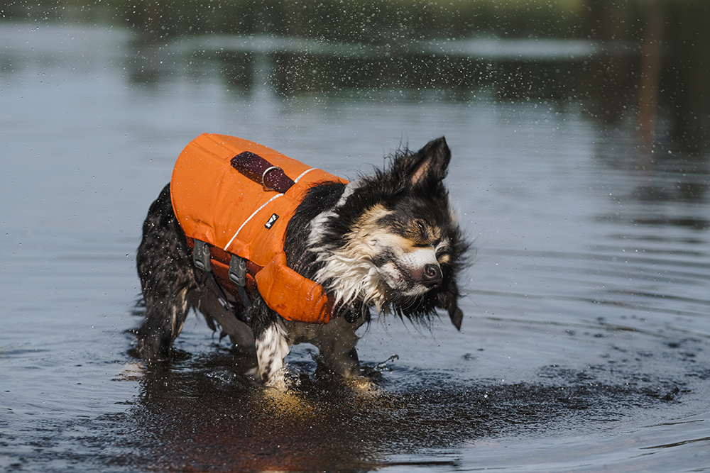 #TongueOutTuesday (25), dog photography blog, Sweden, Hurtta adventurer 2023, www.DOGvision.eu