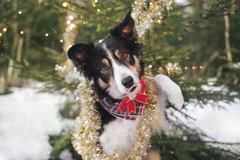 #TongueOutTuesday (51) , www.DOGvision.eu, Border Collie Mogwai, Christmas in Sweden Dalarna.