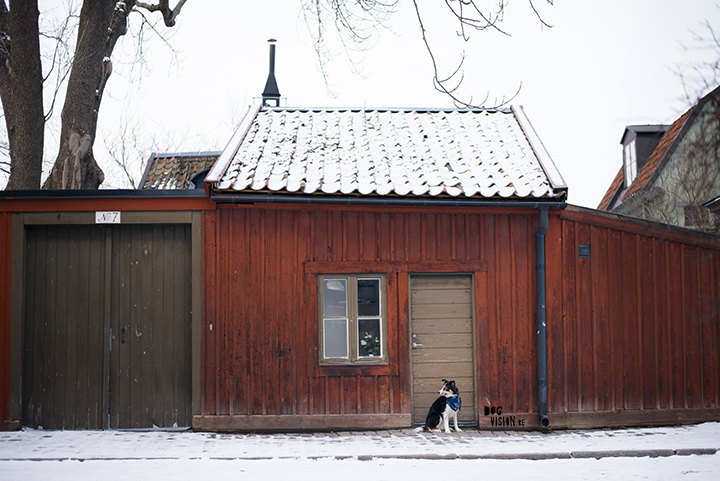 Training in Stockholm with Oona and Mogwai | dog photography blog| www.DOGvision.eu