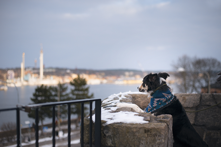 Training in Stockholm with Oona and Mogwai | dog photography blog| www.DOGvision.eu