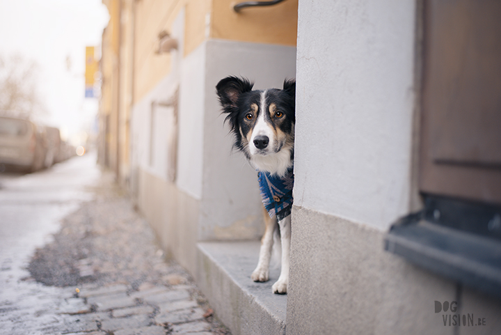 Training in Stockholm with Oona and Mogwai | dog photography blog| www.DOGvision.eu