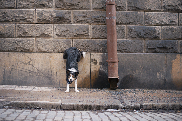 Tip to photography your dog in the city, creative dog photography, Sweden, www.DOGvision.eu