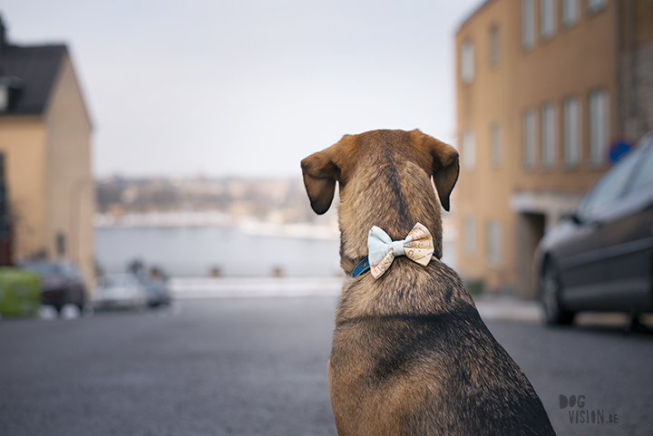 Training in Stockholm with Oona and Mogwai | dog photography blog| www.DOGvision.eu