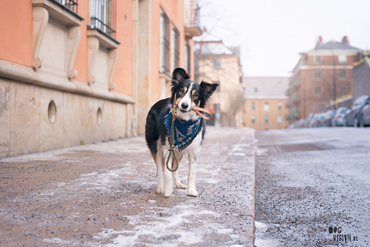 Tip to photography your dog in the city, creative dog photography, Sweden, www.DOGvision.eu