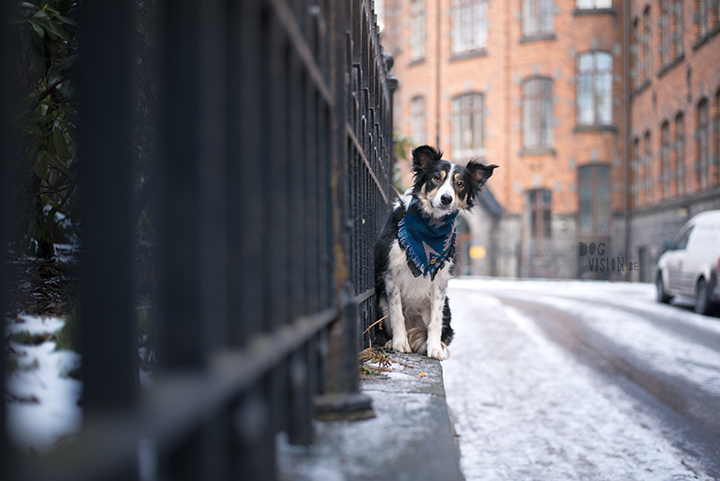 Training in Stockholm with Oona and Mogwai | dog photography blog| www.DOGvision.eu