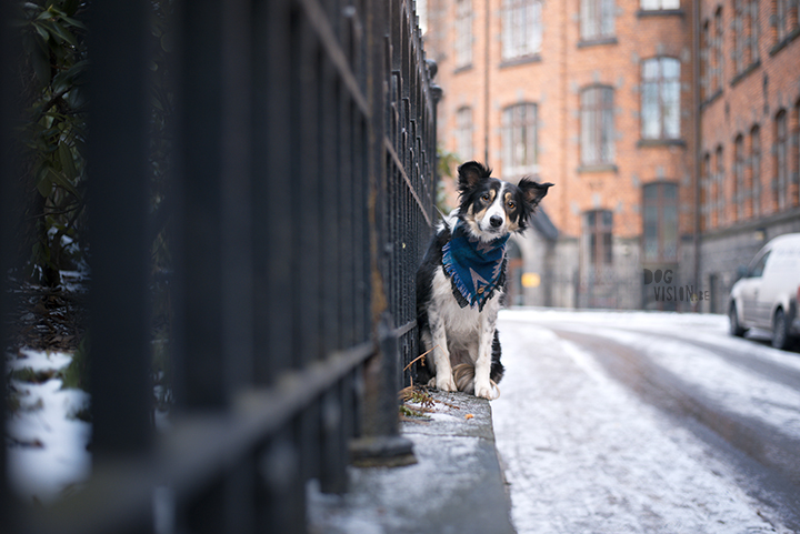 Tip to photography your dog in the city, creative dog photography, Sweden, www.DOGvision.eu