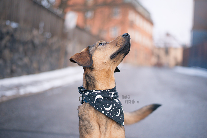 Training in Stockholm with Oona and Mogwai | dog photography blog| www.DOGvision.eu