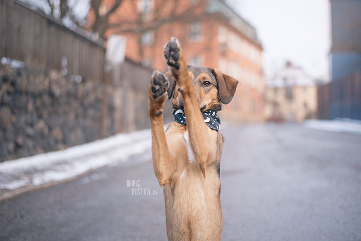 Training in Stockholm with Oona and Mogwai | dog photography blog| www.DOGvision.eu
