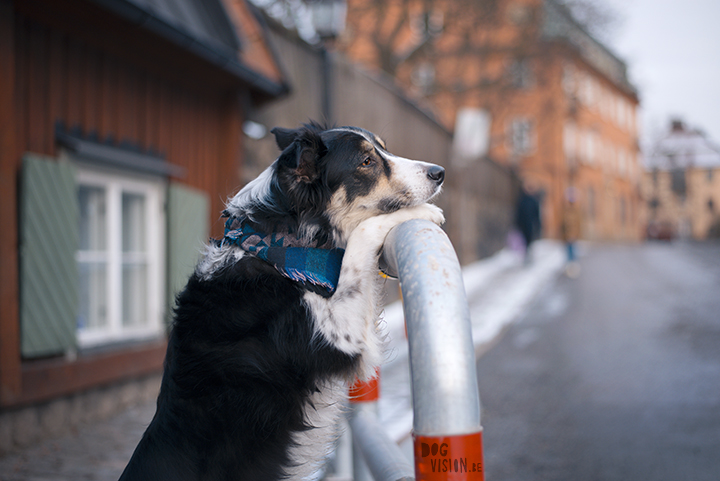 Training in Stockholm with Oona and Mogwai | dog photography blog| www.DOGvision.eu