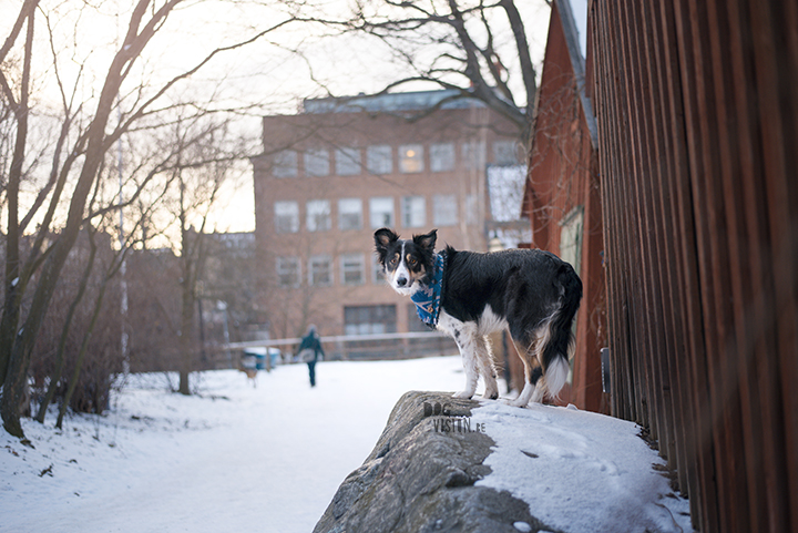 Tip to photography your dog in the city, creative dog photography, Sweden, www.DOGvision.eu