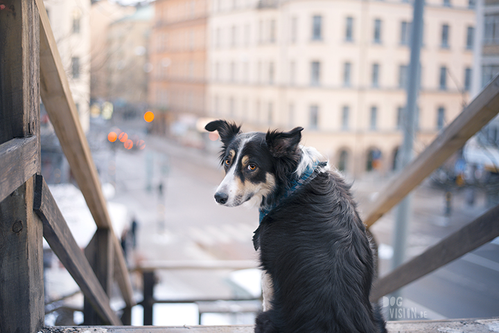 Tip to photography your dog in the city, creative dog photography, Sweden, www.DOGvision.eu