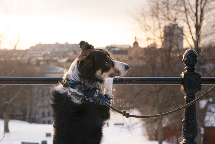 Training in Stockholm with Oona and Mogwai | dog photography blog| www.DOGvision.eu