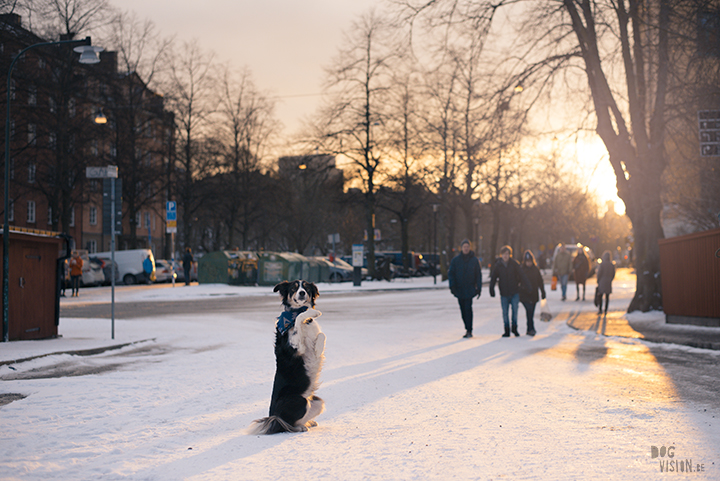 Training in Stockholm with Oona and Mogwai | dog photography blog| www.DOGvision.eu