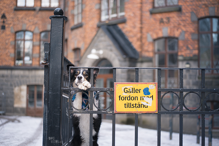 Tip to photography your dog in the city, creative dog photography, Sweden, www.DOGvision.eu