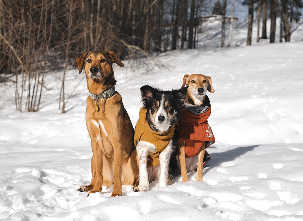 DOGvision dog photography Sweden, mutt, senior dog, Border Collie, Hurtta ambassador, www.DOGvision.eu