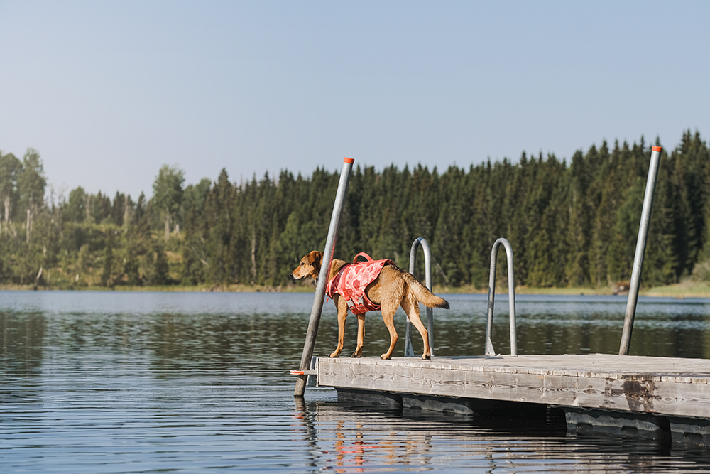 Hurtta adventurer 2023, life vests for dogs, dogs on adventures, lake swimming with dogs, www.DOGvision.eu