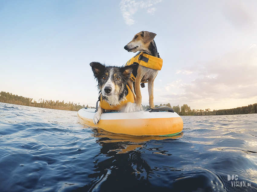 Sunset SUP with dogs, dog photography , gopro dog, blog on www.DOGvision.eu