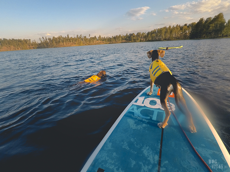 Sunset SUP with dogs, dog photography , gopro dog, blog on www.DOGvision.eu