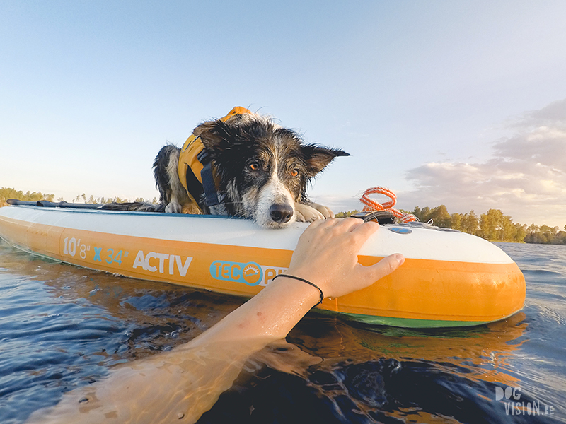 Sunset SUP with dogs, dog photography , gopro dog, blog on www.DOGvision.eu