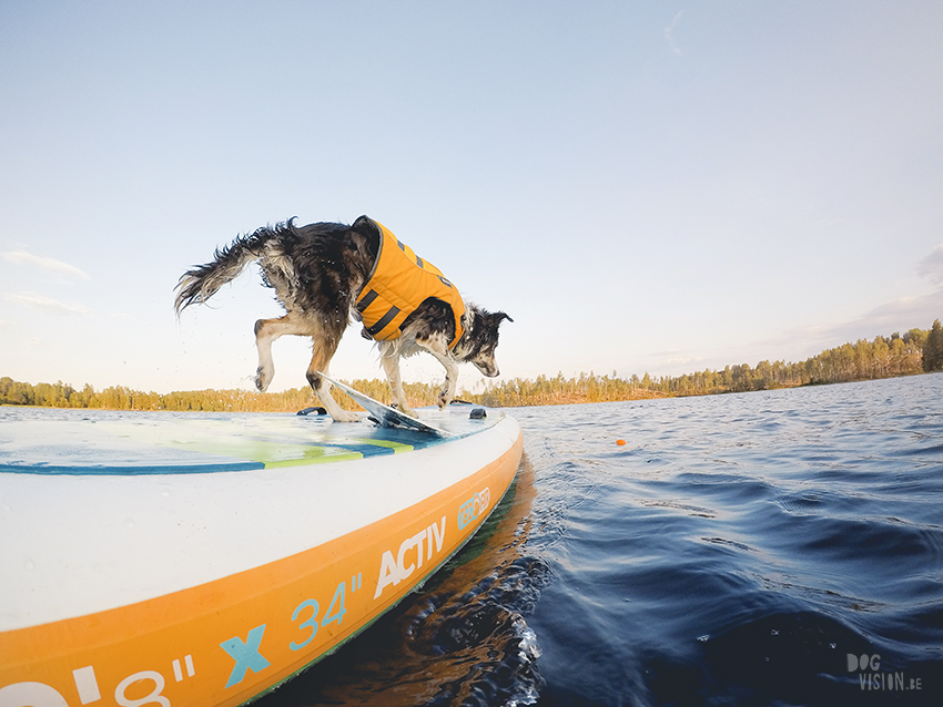 Sunset SUP with dogs, dog photography , gopro dog, blog on www.DOGvision.eu