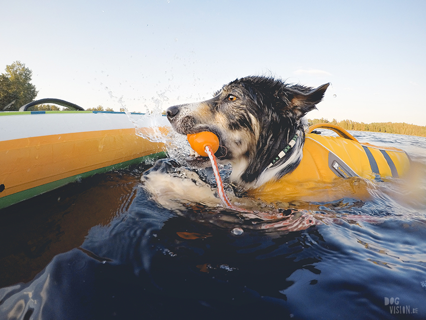 Sunset SUP with dogs, dog photography , gopro dog, blog on www.DOGvision.eu