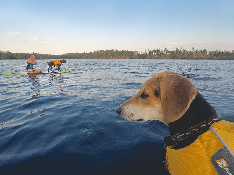 Sunset SUP with dogs, dog photography , gopro dog, blog on www.DOGvision.eu