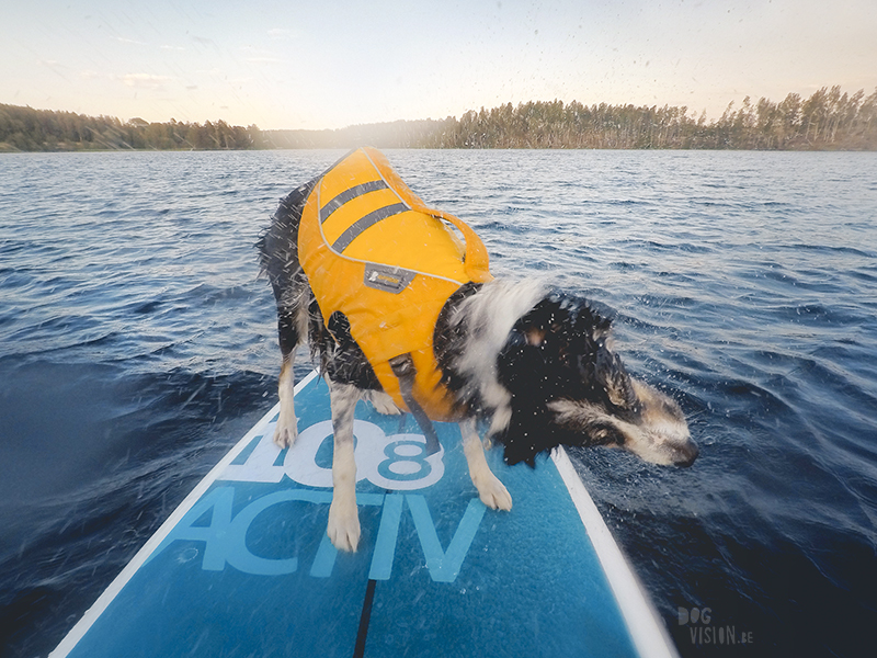 Sunset SUP with dogs, dog photography , gopro dog, blog on www.DOGvision.eu