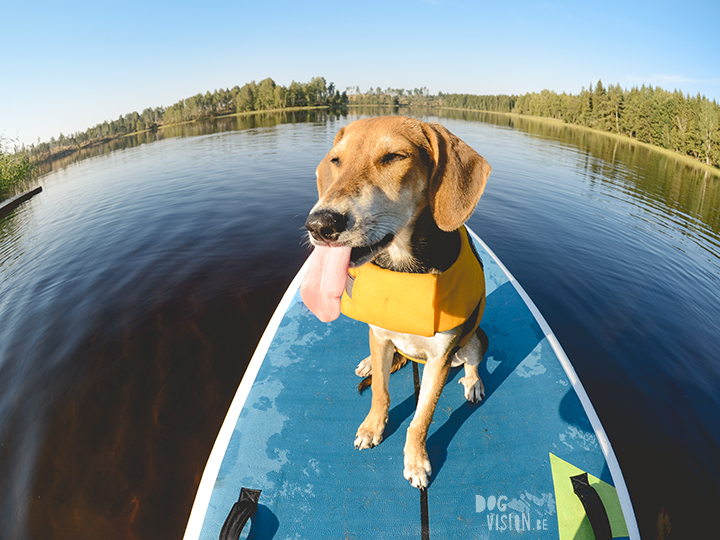 Paddle board with dog, photography project, dog photographer Europe, www.dogvision.eu