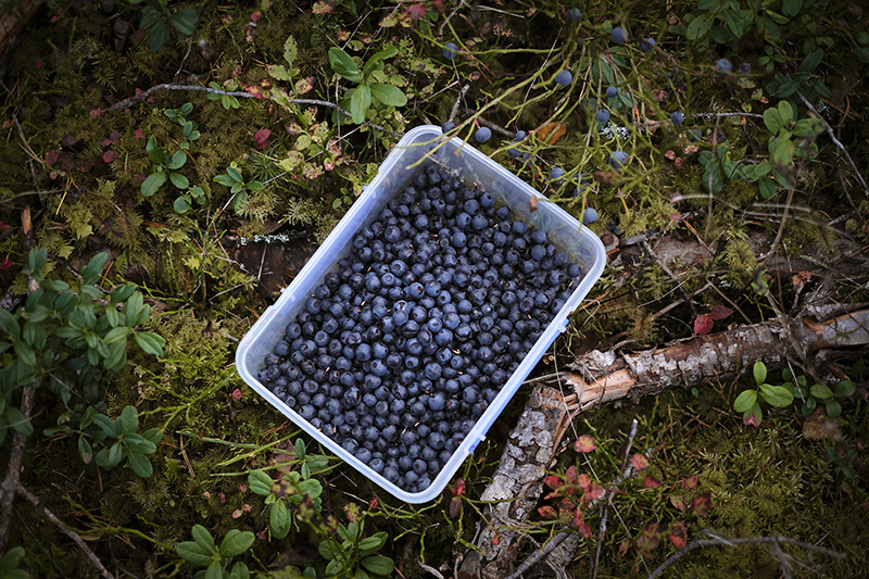 #TongueOutTuesday (38), dog photography Sweden, hiking with dogs in the woods, www.DOGvision.eu