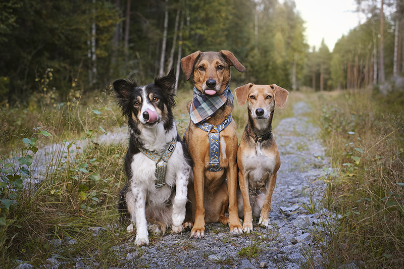 #TongueOutTuesday (38), dog photography Sweden, hiking with dogs in the woods, www.DOGvision.eu
