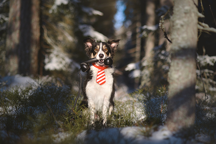 Happy Holidays | Christmas dog | dog photography | www.DOGvision.eu