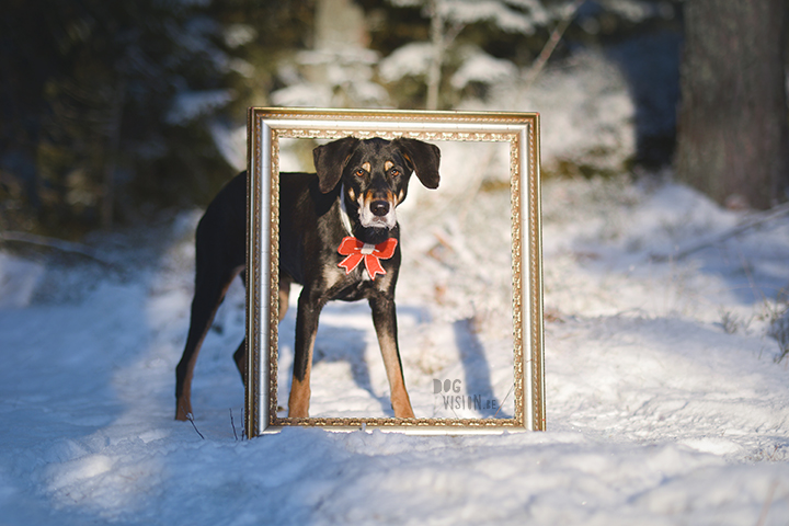 Happy Holidays | Christmas dog | dog photography | www.DOGvision.eu