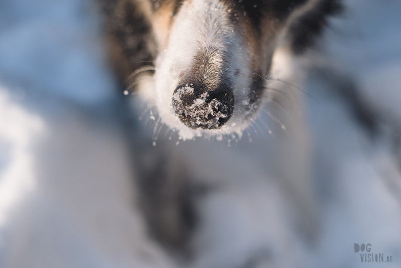 Dog blog, dog photography inspiration, dogs in Sweden, European dog photographer, www.DOGvision.eu