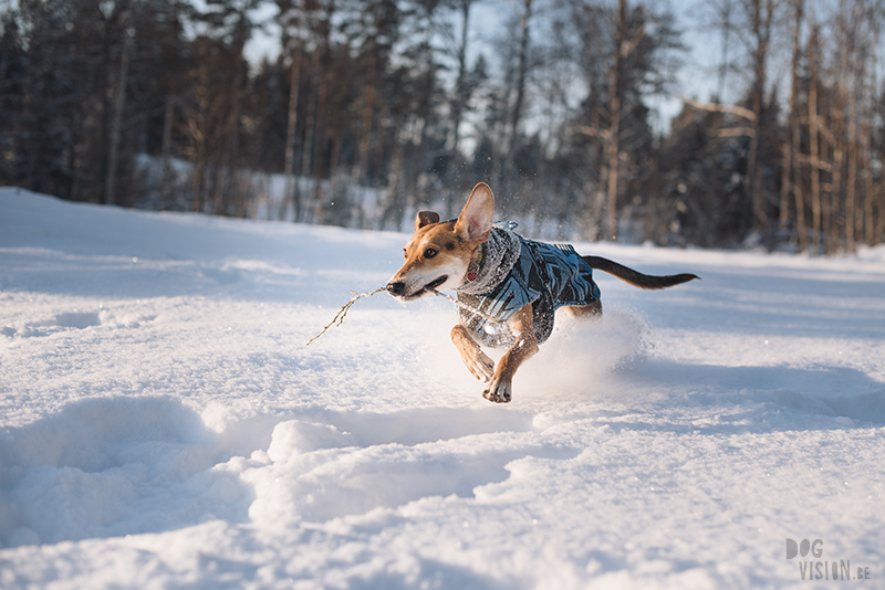 Dog blog, dog photography inspiration, dogs in Sweden, European dog photographer, www.DOGvision.eu