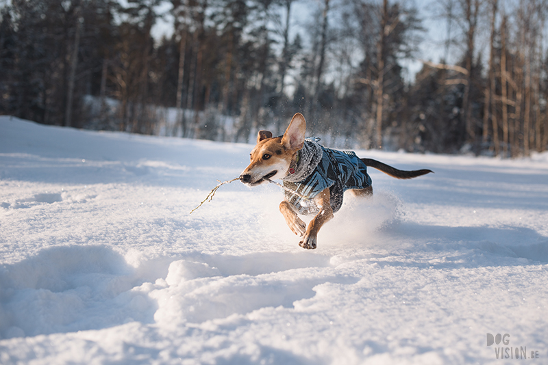 honden in Zweden, verhuizen naar Zweden, wandelen met honden in Zweden, hondenfotografie, commerciele hondenfotografie, hondenblog, www.DOGvision.be