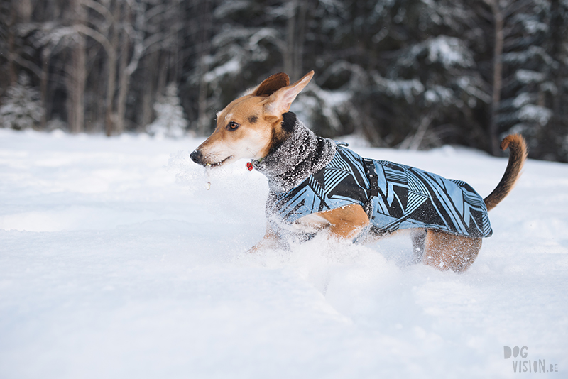 honden in Zweden, verhuizen naar Zweden, wandelen met honden in Zweden, hondenfotografie, commerciele hondenfotografie, hondenblog, www.DOGvision.be