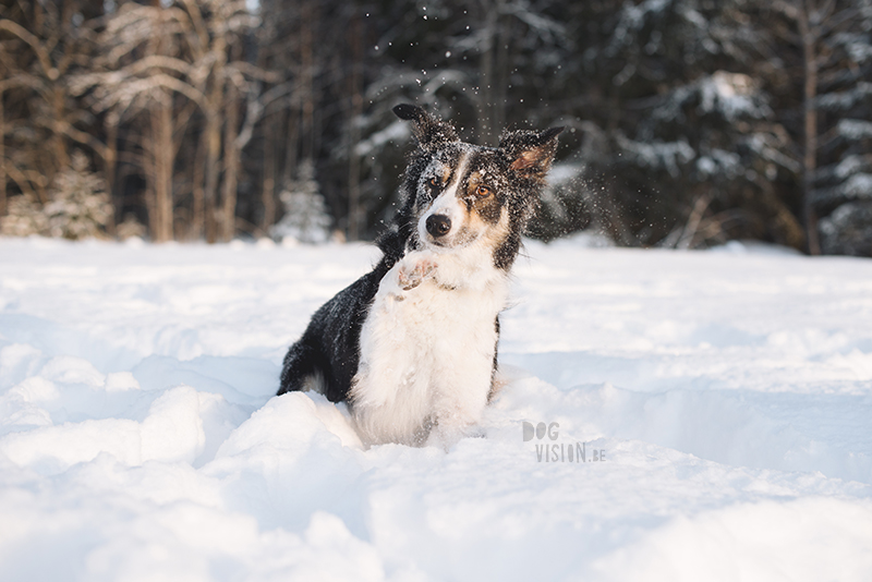 Dog blog, dog photography inspiration, dogs in Sweden, European dog photographer, www.DOGvision.eu