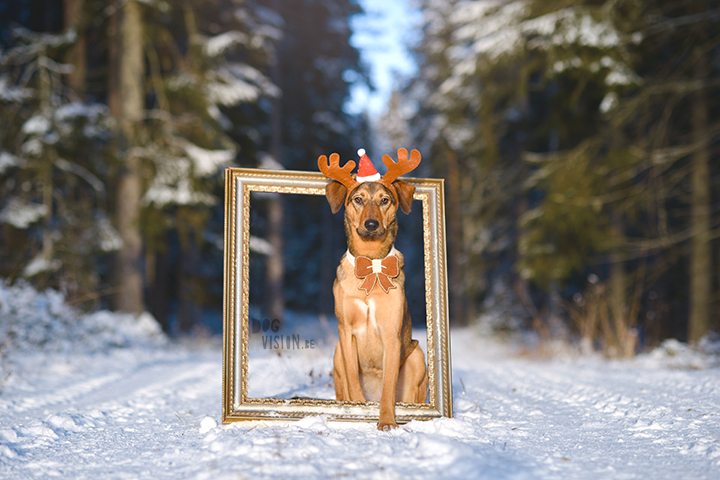 Happy Holidays | Christmas dog | dog photography | www.DOGvision.eu