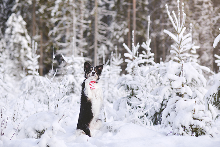 #TongueOutTuesday (52)| hondenfotografie | www.DOGvision.be