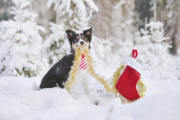 #TongueOutTuesday (51) | dog photography | www.DOGvision.be