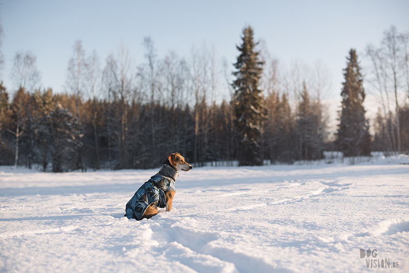 honden in Zweden, verhuizen naar Zweden, wandelen met honden in Zweden, hondenfotografie, commerciele hondenfotografie, hondenblog, www.DOGvision.be