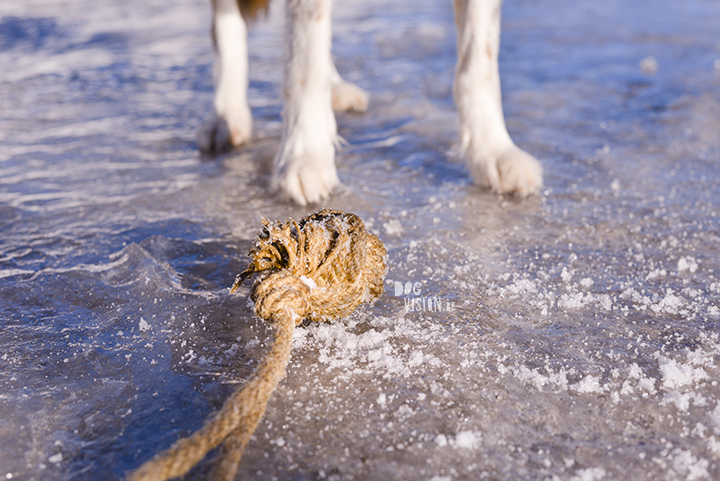 #TongueOutTuesday (13), hondenfotografie, leven in Zweden, hondenfotograaf, blog honden, www.DOGvision.be