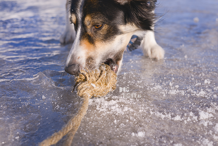 #TongueOutTuesday (13), hondenfotografie, leven in Zweden, hondenfotograaf, blog honden, www.DOGvision.be
