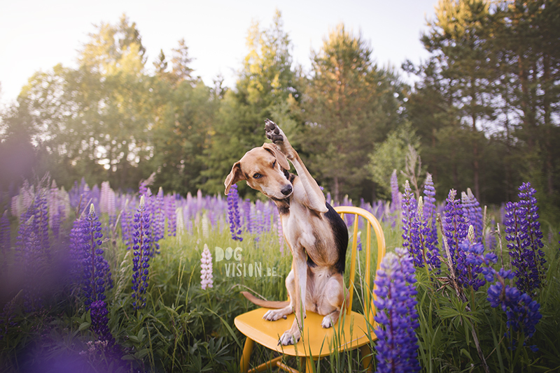 Fenne Kustermans hondenfotografie, fotografie Dalarna Zweden, wandelen met honden in Zweden, Belgen in Zweden, www.DOGvision.be