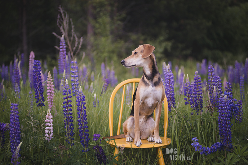 #TongueOutTuesday (27), Fenne Kustermans dog photographer in Sweden, Dalarna photography, hiking with dogs in Sweden, rescue dog from Crete, creatove and colorful dog photogrpahy, dog with summer floers (Lupines), www.DOGvision.eu