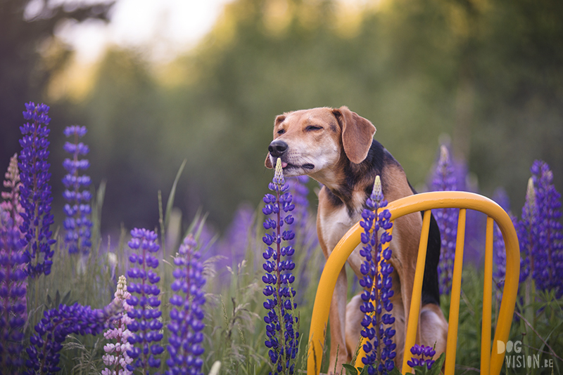 #TongueOutTuesday (27), Fenne Kustermans dog photographer in Sweden, Dalarna photography, hiking with dogs in Sweden, a rescue dog from Crete, creative and colorful dog photography, dog with summer flowers (Lupines), www.DOGvision.eu