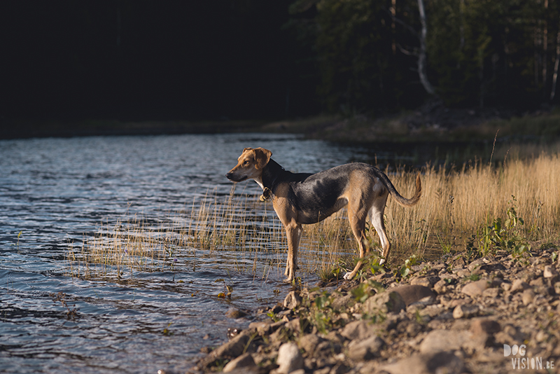 #TongueOutTuesday (34), European dog photographer blogger and artist Fenne Kustermans, Life with dogs in Sweden, Swedish adventure dogs, www.DOGvision.eu
