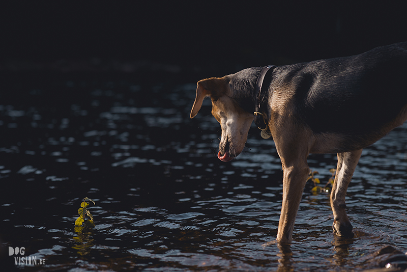 #TongueOutTuesday (34), European dog photographer blogger and artist Fenne Kustermans, Life with dogs in Sweden, Swedish adventure dogs, www.DOGvision.eu