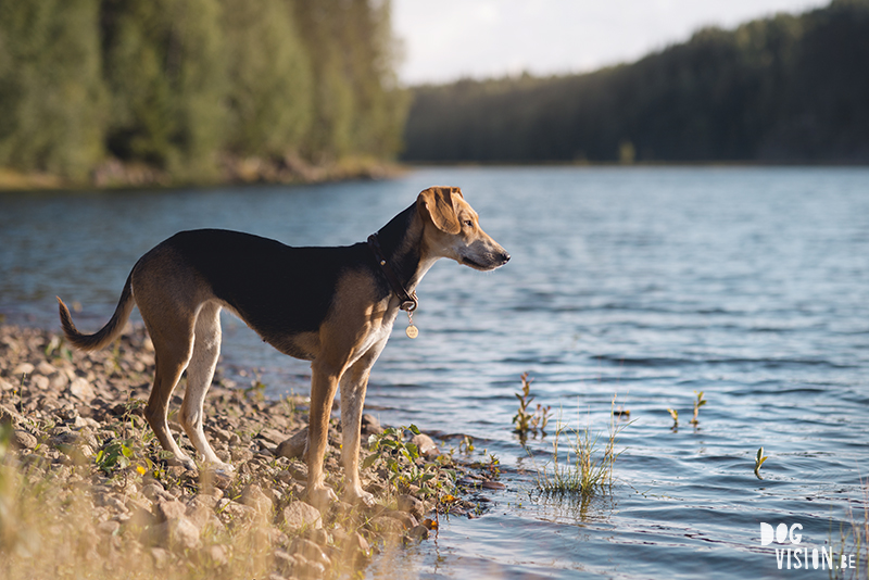 #TongueOutTuesday (34), European dog photographer blogger and artist Fenne Kustermans, Life with dogs in Sweden, Swedish adventure dogs, www.DOGvision.eu