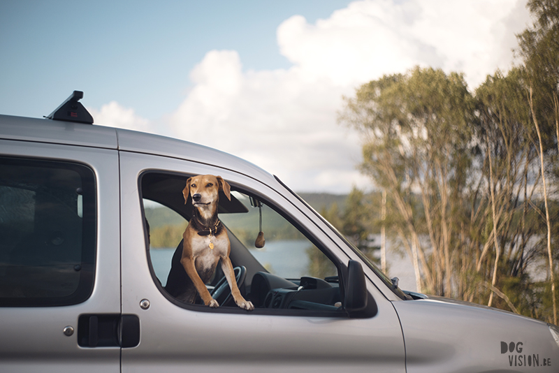 #TongueOutTuesday (34), European dog photographer blogger and artist Fenne Kustermans, Life with dogs in Sweden, Swedish adventure dogs, www.DOGvision.eu